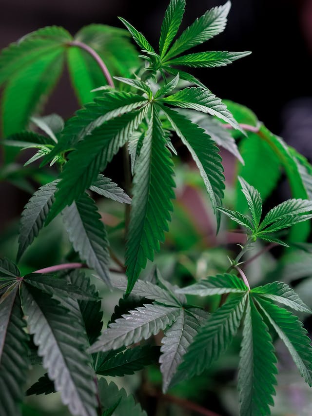 Cuisiner avec du Cannabis: Incorporer le Cannabidiol à vos Recettes Préférées